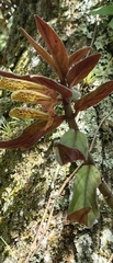 Columnea schiedeana, photograph (c) Leonardo O. Alvarado Cárdenas, some rights reserved (CC BY)