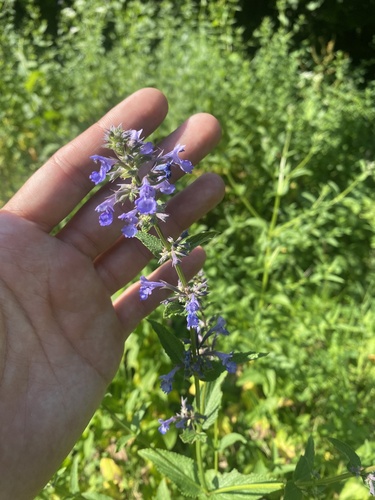 Caucasus Catmint (Nepeta grandiflora)
