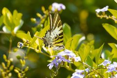 Graphium antiphates