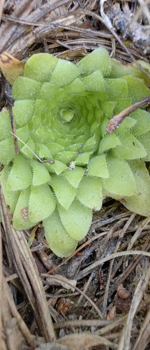Pinguicula moranensis (Pinguicula moranensis)