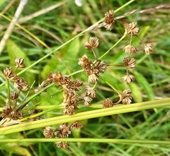 Juncus subnodulosus