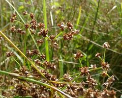 Juncus subnodulosus