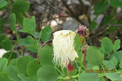 Capparis sandwichiana