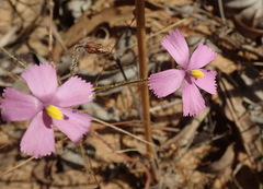 Byblis filifolia, photograph (c) Ruth Palsson, some rights reserved (CC BY-SA)
