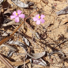 Byblis filifolia, photograph (c) Ruth Palsson, some rights reserved (CC BY-SA)