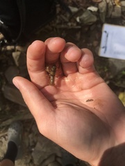 Cambarus
