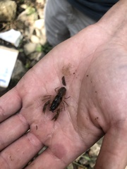 Cambarus