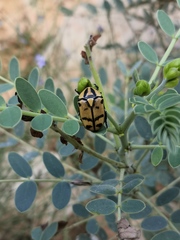 Pachnoda leclercqi