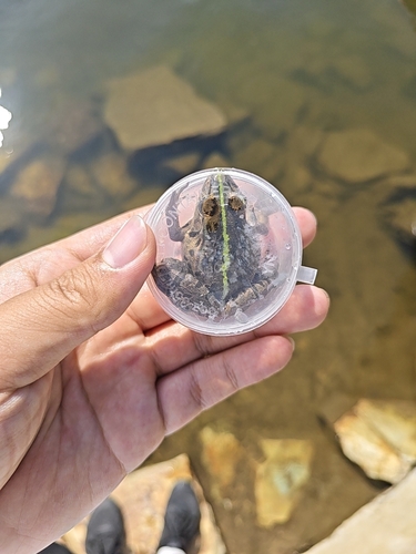 Black-spotted Frog