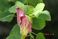 Capparis sandwichiana