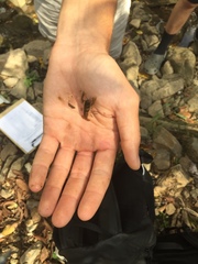 Cambarus
