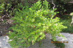 Capparis sandwichiana