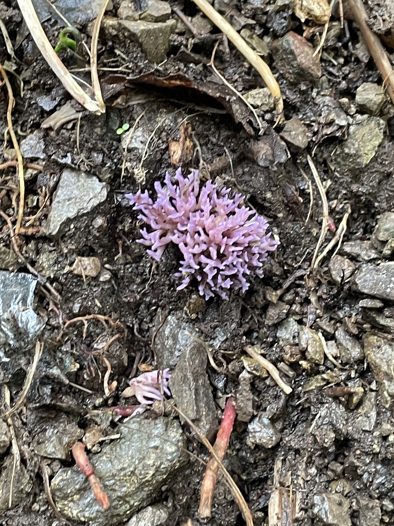 Ramariopsis pulchella · July 2025 · photo: © bts_blaire (iNaturalist, cc0)