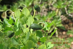 Capparis sandwichiana