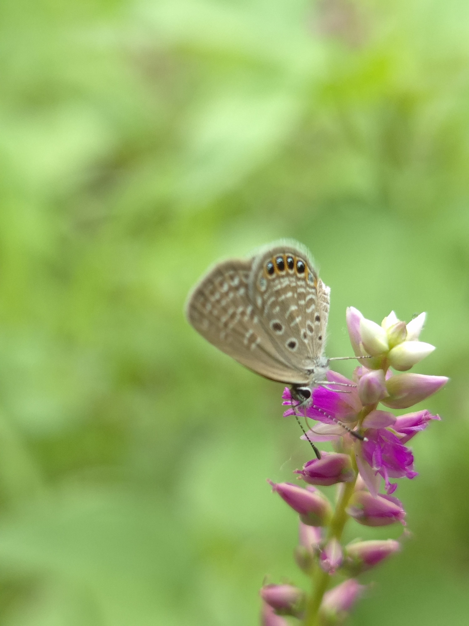Black-Spotted Grass Jewel