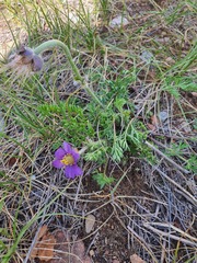 Pulsatilla bungeana, photograph Urgamal Magsar, CC BY, iNaturalist via GBIF