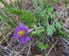 Pulsatilla bungeana, photograph Urgamal Magsar, CC BY, iNaturalist via GBIF