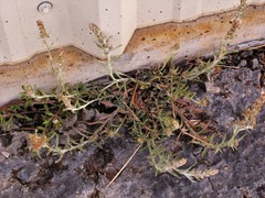 Gamochaeta antillana