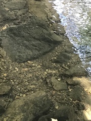 Micropterus dolomieu