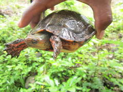 Rhinoclemmys pulcherrima rogerbarbouri