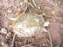 Rhinoclemmys pulcherrima rogerbarbouri