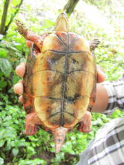 Rhinoclemmys pulcherrima rogerbarbouri