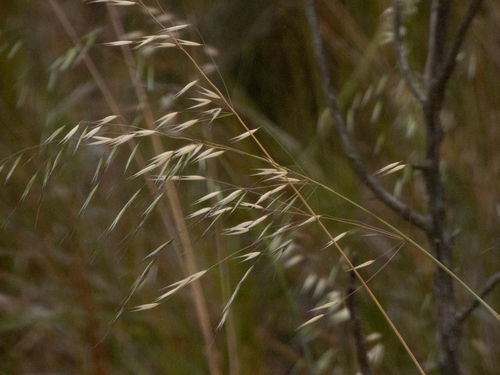 Avena barbata observed 2025-07-12