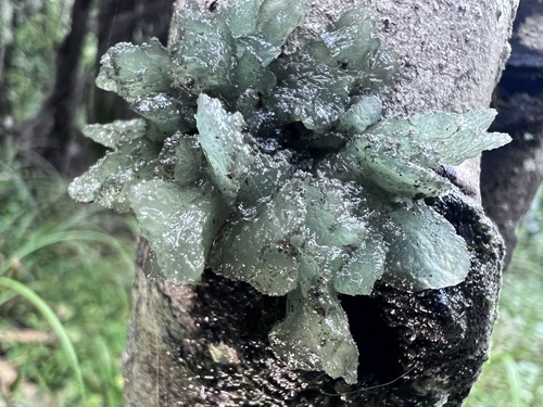 Gabura fascicularis