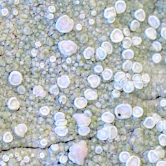 Lecanora caesiorubella merrillii