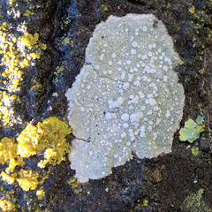 Lecanora caesiorubella merrillii