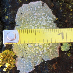 Lecanora caesiorubella merrillii