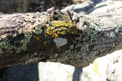 Lecanora caesiorubella merrillii