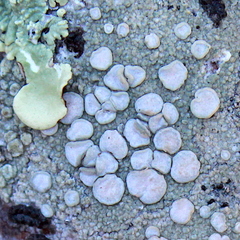 Lecanora caesiorubella merrillii