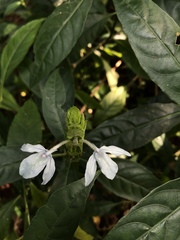 Ecbolium ligustrinum