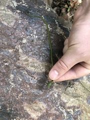 Opheodrys aestivus