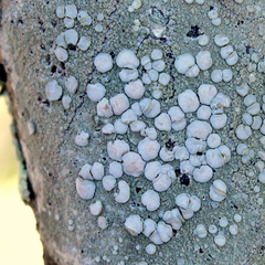 Lecanora caesiorubella merrillii