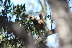 Pteroptochos megapodius