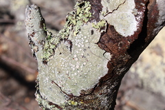 Lecanora caesiorubella merrillii