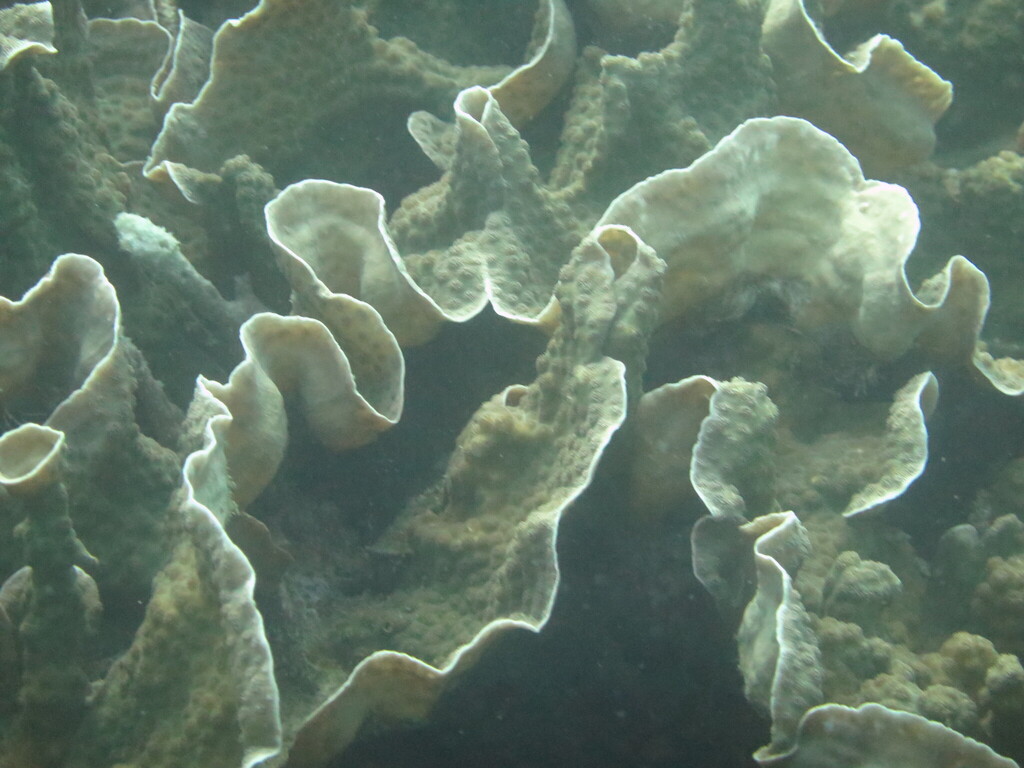 Hedgehog coral