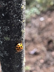 Harmonia axyridis