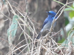 Niltava macgrigoriae