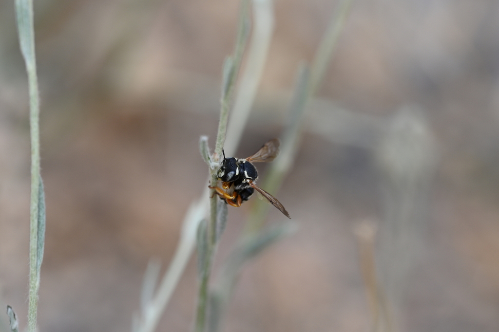 Anthidium trispinosum