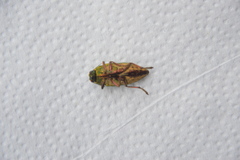 Lampetis principalis