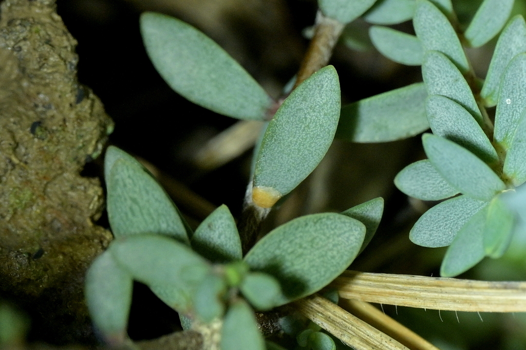 Aspidioides