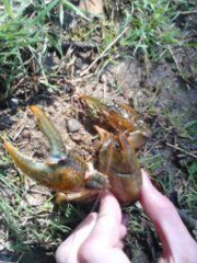 Lacunicambarus polychromatus