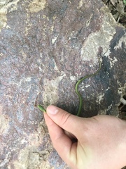 Opheodrys aestivus