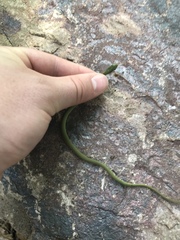 Opheodrys aestivus