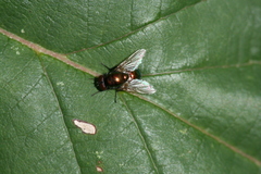 Pyrellia vivida