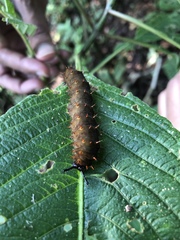 Kallima horsfieldii