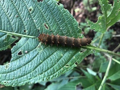Kallima horsfieldii